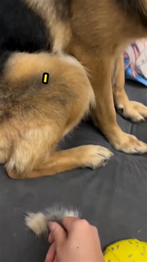 OwWW you StOle mY FlOOf! 😡 | German Shepherd Universe