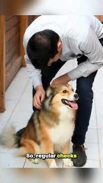 Common External Parasites in Dogs: Fleas & Ticks Explained! #DogHealth #DogParasites