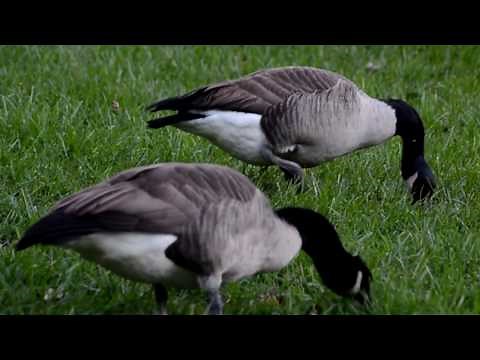 Canada geese eating grass