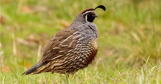 Partridge vs Quail: What Are 8 Key Differences?