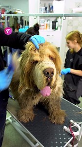 42K views · 373 reactions | Stunning transformation by the groomer! | Fabiosa Australia | Facebook