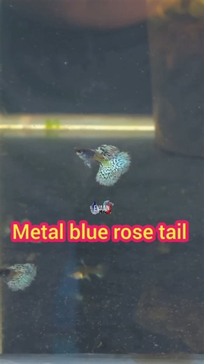 Emmanuvel Jinish on Instagram: "Metal blue rose tail 💙 #metalbluerosetail Limited pair available #evaan_aquatic 95441 23454 #guppylover #redearkoiguppy #pets #guppy #guppylover #pet #petlovers #petlover #petfriendly #petphotography #petstagram #petsofinstagram #viralreels #viralvideo #kerala #bengaluru #tamilnadu #fruit #guppybreeder #guppybreeding"