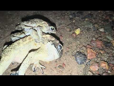 Three Frogs 😂 | Frogs Mating | Amphibians | Wildlife | Nature