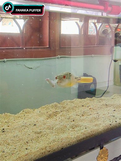 Fahaka Puffer fish feeding 🐡🐡 #ikan #fahakapuffer #ikanhias #pufferfish #ikanbuntal