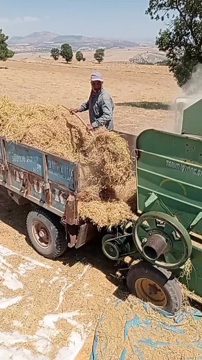 Efficient Grain Threshing with a Tractor-Mounted Thresher