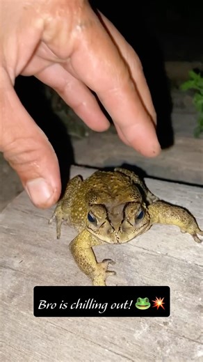 Bro forgot the physic - Hilarious night toads 🐸✨😂 #shorts #animals #funnyvideos