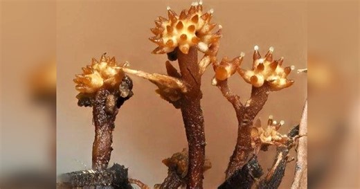 Saintis UMS temu spesis kulat 'bertanduk' pertama di dunia | Harian Metro