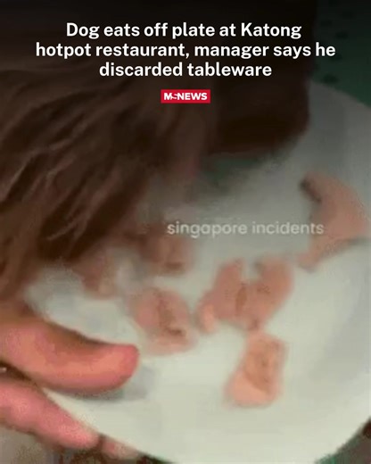 In September 2025, an Instagram user posted a video of their pet eating off a plate at Shi Li Fang Hot Pot in Katong Square, raising eyebrows on social media. Mr Han, the manager of the restaurant, told Shin Min Daily News that he saw the customers feeding their dogs from the plates and told them that the restaurant's tableware should not be used to feed pets. He later cleared their tableware and discarded the whole set, as he was not sure which plates they had used to feed the dogs. 📷: Instagr