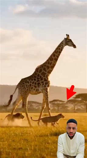 Cheetah tries to climb giraffe 😂 #animals #funny #wildlife