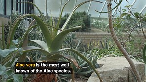 🎥: Did you know..? There are over 500 species of Aloe. Kew Scientists have investigated the Aloe family for decades to understand how they evolved into the important plant ingredients we know today. | Kew Gardens