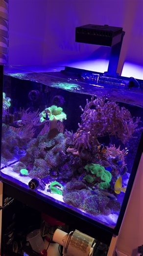 Keeping Marine Life Thriving in Open Reef Tanks