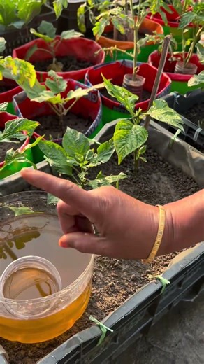 Capsicum grow tips using liquid organic fertilizer into the roots #capsicum #plants #nature #flowers