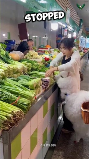 The Llama Who Wouldn’t Stop Eating 😂