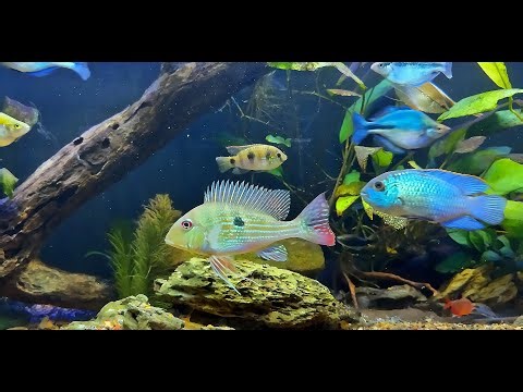 Peaceful Aquarium Relaxation | Freshwater Community Tank 6 | Calm Background Music