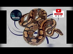 Python: De sus inicios a su poder en la programación moderna #python #historia #tecnologia