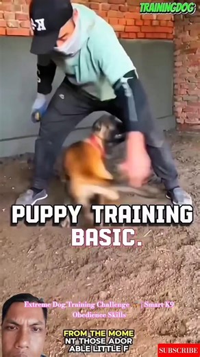 Extreme Dog Training Challenge 🐕‍🦺 | Smart K9 Obedience Skills #germanshepherd #puppy #k9master