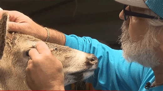 Inside the world of an award-winning Pennsylvania master taxidermist