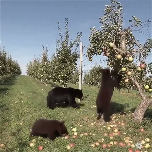 🍎 Cute Bear Cub Can’t Give Up on the Apple Tree! 🐻❤️