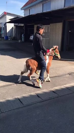 フミの友達。競馬神にするらしい。 #馬#乗馬#友達#かわいい#黒ハド海賊団