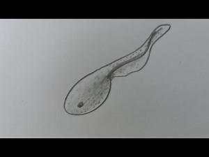 How to Draw a Tadpole