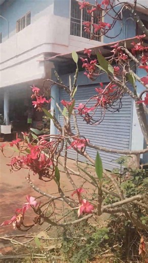 chembakapoo♥️ #music #lifeisbutadream