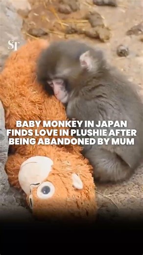 Baby monkey in Japan zoo finds comfort in plushie after abandoned by mum