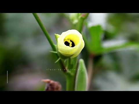 Types of Okra Plants with Expert Growing Tips