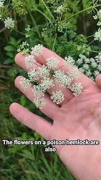 How To Spot POISON Hemlock #garden #gardening #natural #howto