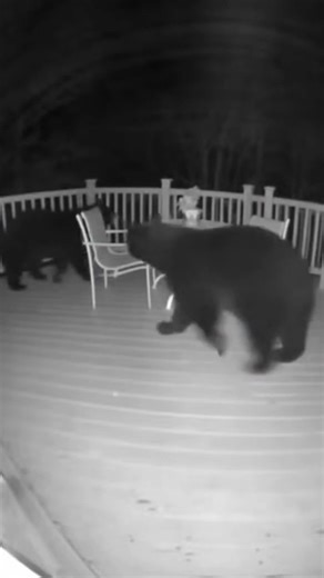 He picked the wrong fight. Night vision. Zero warning. One mistake — and nature corrects it instantly. #AnimalsGoneWild #WildlifeCCTV #NatureIsWild #Unexpected