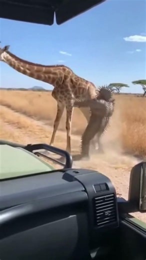 Giraffe Suddenly Attacks Man Near Safari Car 😱 #shorts #animals #giraffe