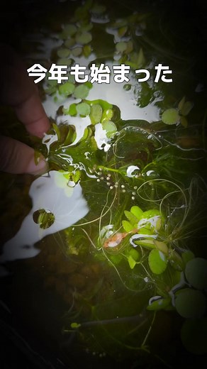 🐸の季節が来ました