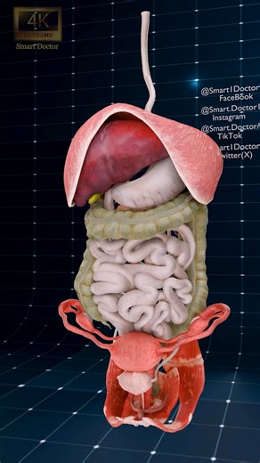 Smart Doctor Ultra on Instagram: "Anatomy of the Human Body ✨ . . Diaphragm: A muscle that contracts and relaxes to facilitate breathing by allowing air to enter and exit the lungs. Liver: Filters toxins from the blood, produces bile which aids in digestion, and plays a vital role in metabolism. Pancreas: Regulates blood sugar levels through insulin and glucagon production, and releases enzymes that aid in the digestion of proteins, fats, and carbohydrates. Stomach: Uses gastric acids and enzyme
