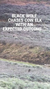A black wolf chases elk in the heart of Yellowstone with a statistical ending. | Bo Knows Outside