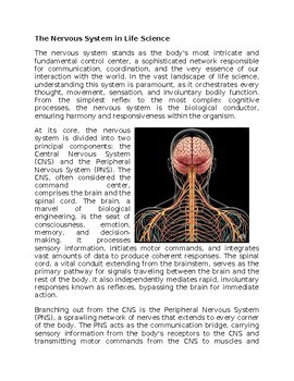 Nervous System Worksheet for Sub-Plan or Classwork & Homework