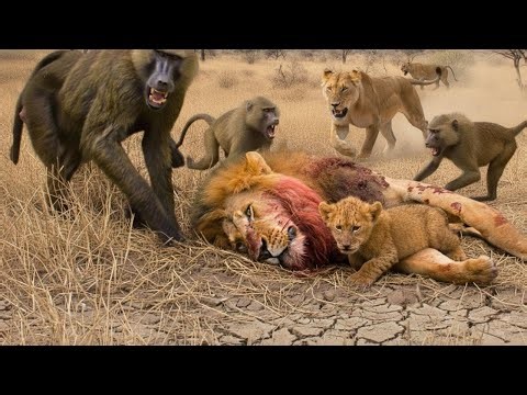 The Lion King | War for Survival on the African Savanna | WILDLIFE DOCUMENTARY