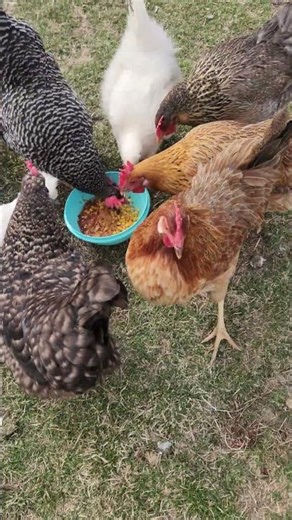 listen to the chickens talk & snack! #chicken #food