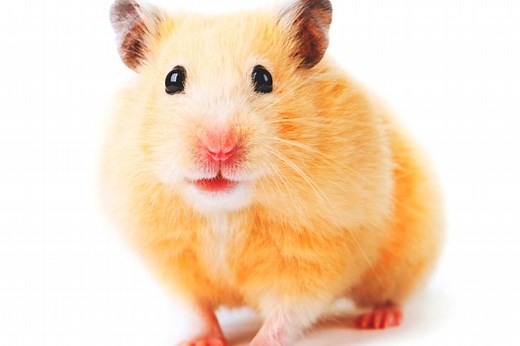 ¿Dónde viven los hamsters?