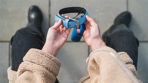 Top 16 Songs About Dogs for When You Lose Your Dog