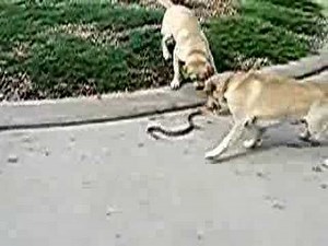 Dogs vs. Snake