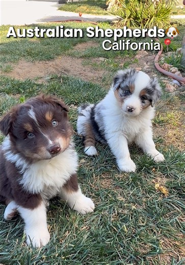 Find Your Perfect Australian Shepherd in California