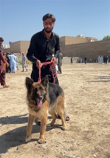 Meet the Most Famous Dog in the World