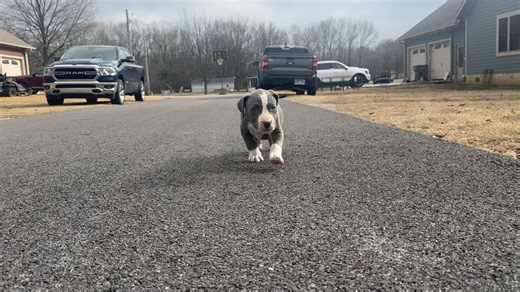 American Bully puppy for sale
