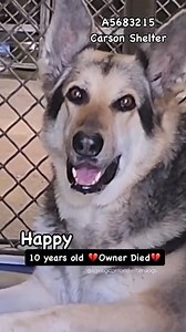 33K views · 2.6K reactions | Rescued A5683215 ✰ HAPPY -3/03/25-...