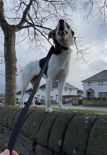 Shaping Up a Working Dog: Training Insights