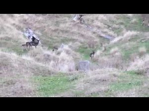 Fallow Deer Hunting