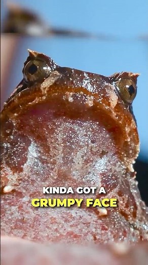 Grumpy Frog Gives Me Attitude!