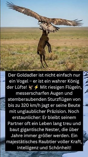 😱 Der Goldadler – Das gefährlichste Flugtier der Lüfte? 🦅⚡