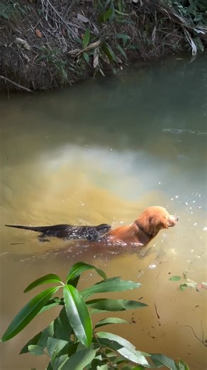 3.3K views · 15 reactions | Can we be fwiends?凉✨ | Forest Club | Facebook