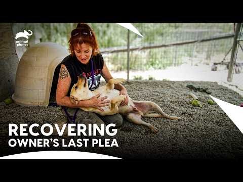 The Heartbreaking Reason Roxy Turned On Her Pups | Pit Bulls & Parolees S3 E1 | Animal Planet India