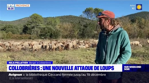 Collobrières: une nouvelle attaque de loups